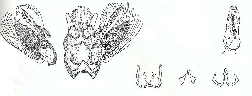 Fig. 9 Desenho da genitália de Cryptoblabes gnidiella (Millière). 1.