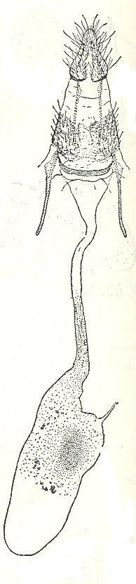 Aedeagus,- 2. Genitália feminina (quer genitália feminina e masculina adaptadas de Heinrich 1956). 4.