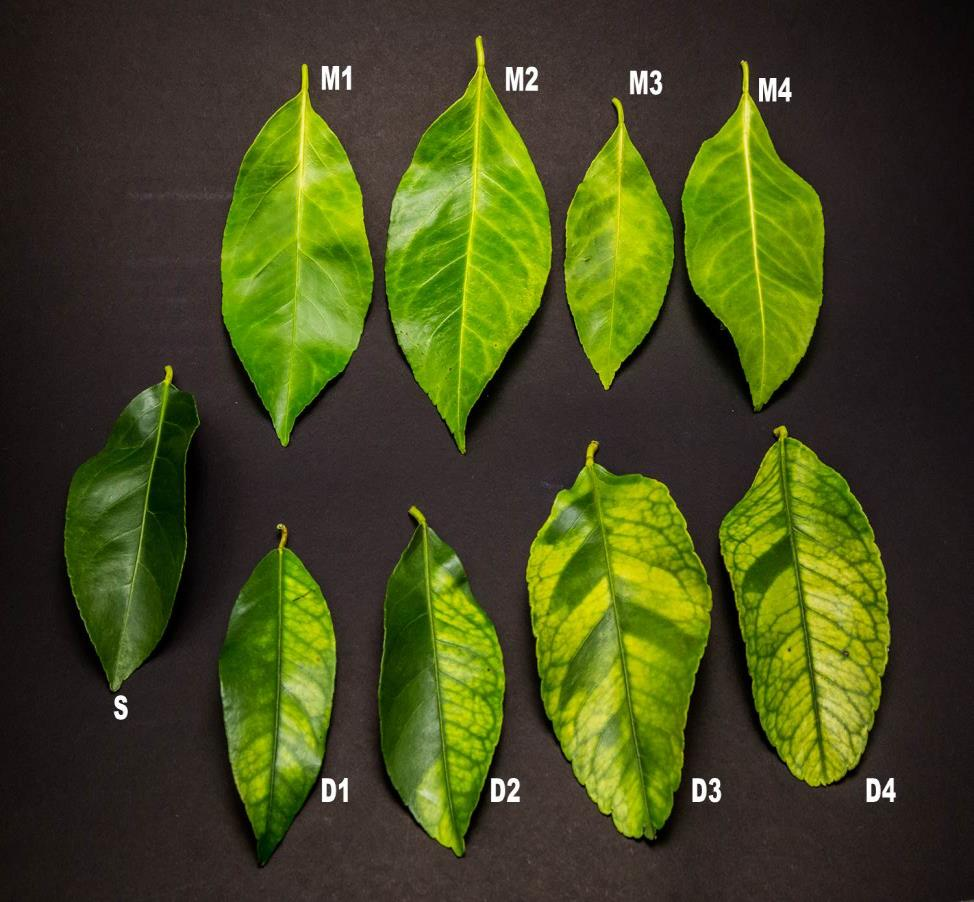 Sintomas do primeiro grupo também apresentaram os maiores títulos bacterianos (4,4 a 5,2 células por grama de nervura central foliar), juntamente com limbo foliar amarelo com nervuras verdes e