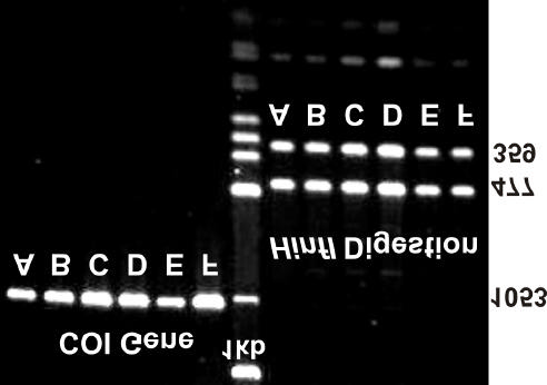 PAIVA ET AL. Figure 1. Patterns of COI fragments in 2 percent agarose gel. Left of 1Kb ladder, entire fragment of the gene.