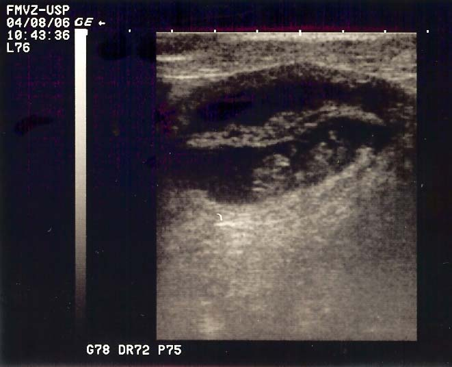 O DC foi aferido em sua maior dimensão transversal (+) * SV PZ F * Figura 3 Imagem ultra-sonográfica de gestação no 36º dia, demonstrando a placenta zonária (PZ), em secção sagital.