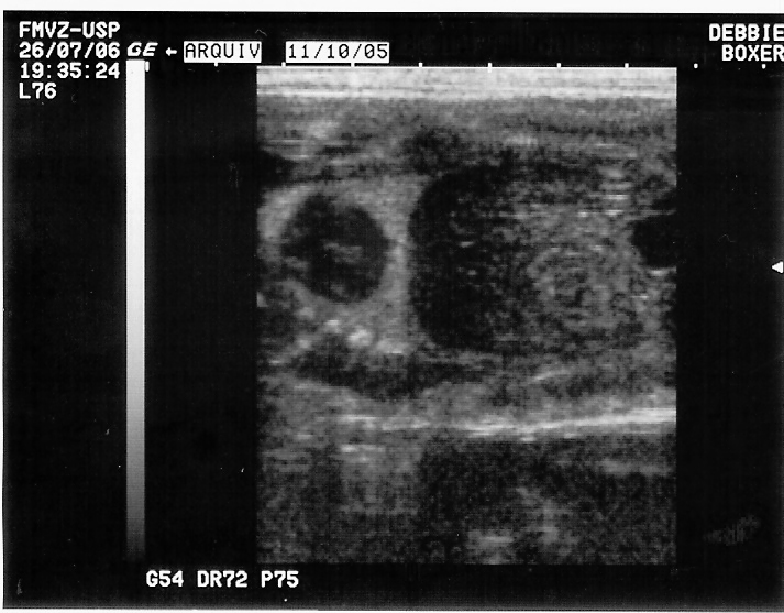 RESULTADOS 59 c p f i b Figura 10 Imagem ultra-sonográfica de gestação no 54º dia, mostrando o corpo fetal em secção dorsal de maneira a evidenciar os pulmões (p), o coração (c), o fígado (f), as