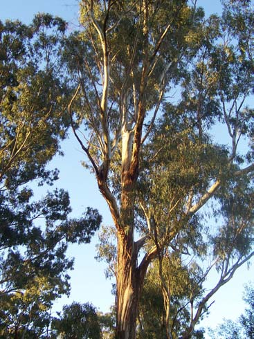 Figura 1 Espécie do gênero Eucalyptus. Figura 2 Espécie do gênero Pinus.