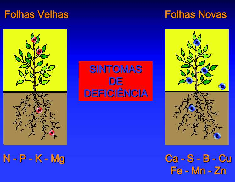 Absorção de nutrientes