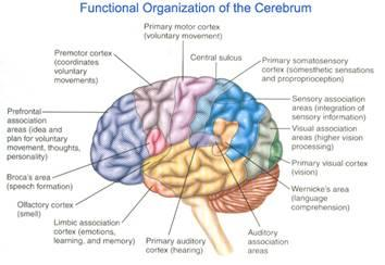 Área cortical