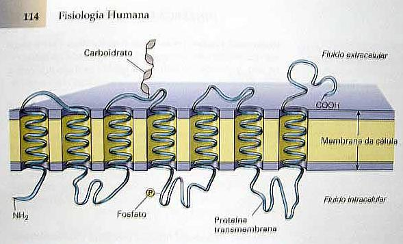 Receptor