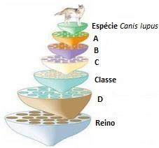 Componente de Biologia 1. Observe a seguinte figura que ilustra a hierarquia das categorias taxonómicas. I 1.1. Selecione a opção que melhor completa a seguinte frase: No sistema de hierarquia das categorias taxonómicas, o lobo (Canis lupus) é incluído no Reino Animalia, porque A.