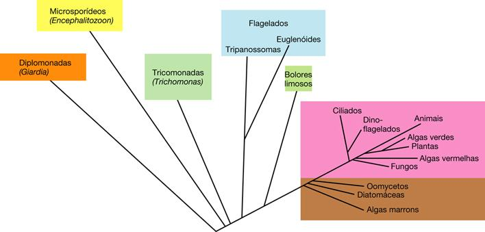 UNIVERSIDADE FEDERAL DE CAMPINA GRANDE - UFCG Disciplina: Microbiologia Geral Morfologia e ultra-estrutura de protozoários Protozoários: Termo Protozoa: primeiro animal Protozoários Características: