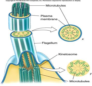 Protozoários Locomoção Se dá por flagelos, cílios, pseudópodos ou microtúbulos Estrutura fina, filiforme, exterioriza-se em pontos