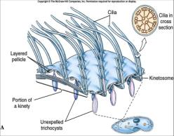 Trypanosoma spp Protozoários Locomoção - Cílios estrutura muito fina, curtos, cada um dos cílios se origina num corpo basal.