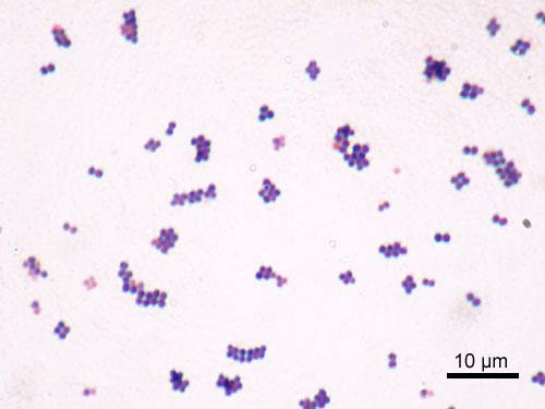 Staphylococcus