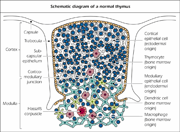 Timo Constituído por. Células epiteliais. Macrófagos.
