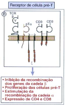 CD4 e CD8 (Duplopositivo) Interações dos DPs com MHCs+ peptídeos presentes na membranas das células epiteliais corticais - seleção