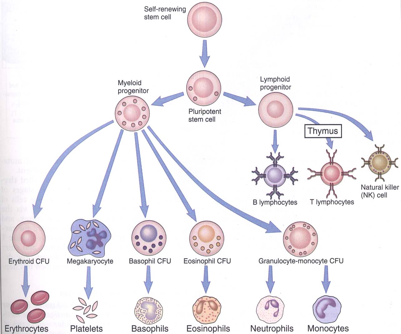 Medula Óssea Onde se originam todas as células do sangue