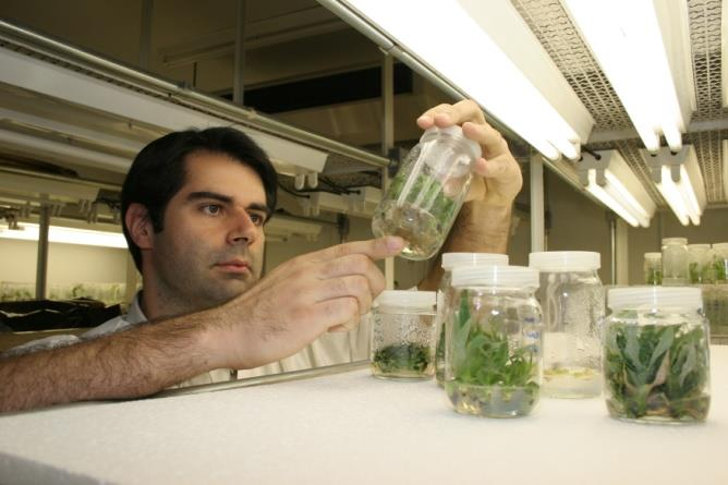Biotecnologia aplicada à bioenergia Produção Vegetal Sistemas de