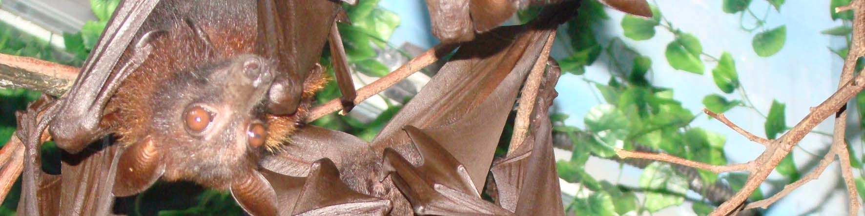 1. INTRODUÇÃO GERAL 1.1. As guildas de morcegos A Ordem Chiroptera representa um quarto de toda a fauna de mamíferos do mundo, com dezoito famílias, 202 gêneros e