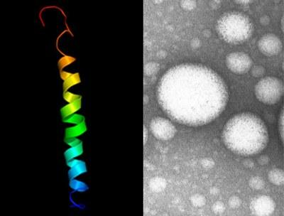 Impactos sócio-económicos derivados da Nanotecnologia Ciências da Vida