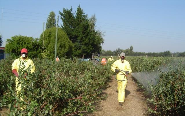 Garantia de Saúde A agricultura biológica não utiliza produtos perigosos (ex.
