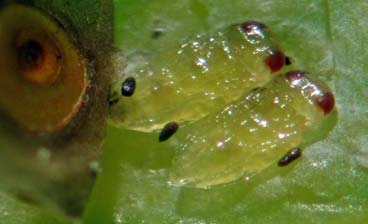 Apresentam duas a quatro gerações anuais. Os crisopídeos hibernam no estado adulto em locais fora do pomar ou no estado de larva protegida por um casulo na cultura.