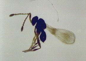 Os insectos adultos dos coniopterigídeos são muito mais pequenos e revestidos duma pruína cerosa. Adultos e larvas são predadores de ácaros e cochonilhas.