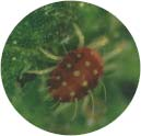 Aspectos gerais relativos a pragas e doenças da cultura da vinha e seu combate PRAGAS ARANHIÇO VERMELHO (Panonychus ulmi Koch) Morfologia e bioecologia: o aranhiço-vermelho, Panonychus ulmi, é um