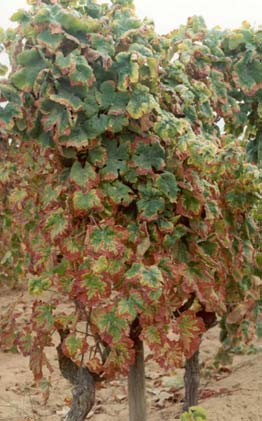 Nas vinhas alentejanas e ribatejanas predomina a espécie Jacobiasca lybica, nas vinhas da região do Douro e Dão a espécie Empoasca vitis.