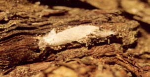 A cochilis, Eupoecilia ambiguella, parece ter uma importância relativa encontrando-se em vinhas situadas próximo da Serra da Estrela e na região do Entre Douro e Minho.