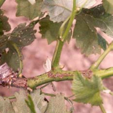 Aspectos gerais relativos a pragas e doenças da cultura da vinha e seu combate DOENÇAS ESCORIOSE (Phomopsis viticola (Sacc.) Sacc.