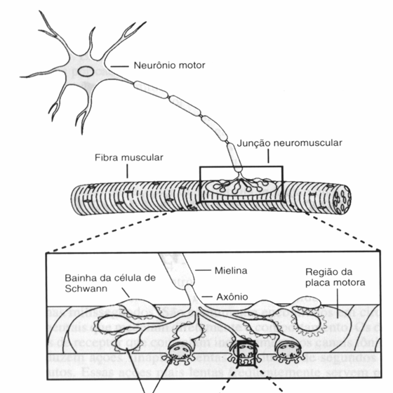 Excitação e Inibição Além do tipo de neurotransmissor liberado, outro fator que determina se uma sinapse será excitatória ou