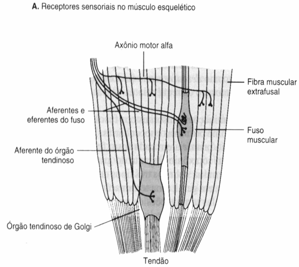 Proprioceptores: Fusos