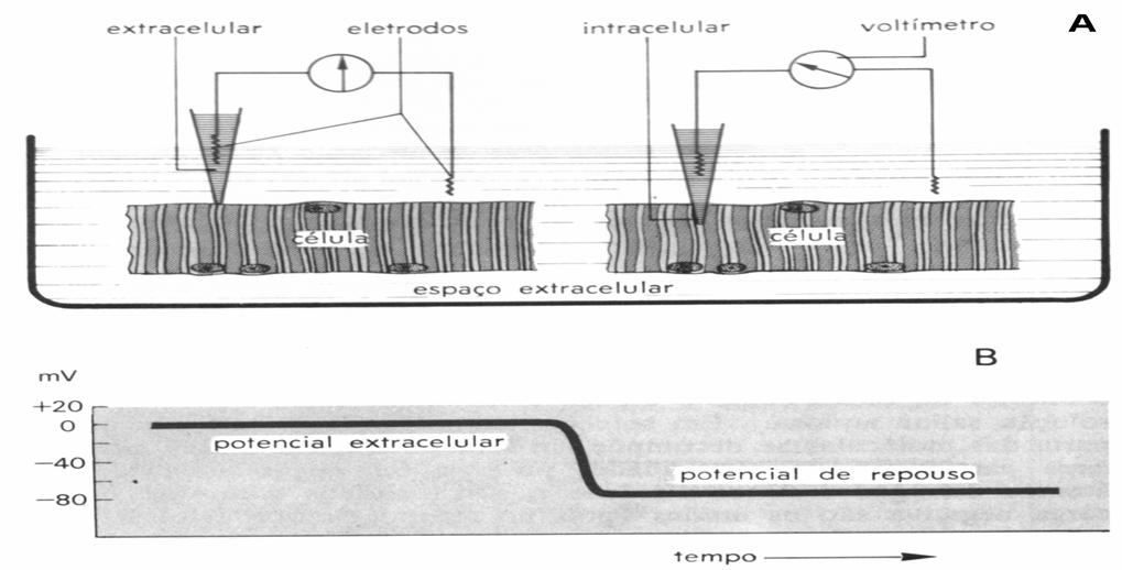 Potencial de Repouso da Membrana Esses fatores fazem com que o interior da célula nervosa tenha uma diferença de carga elétrica de - 70mV