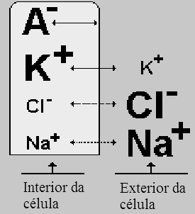 em repouso: Alta permeabilidade da membrana ao K+ e baixa ao Na+ Ação da Bomba de