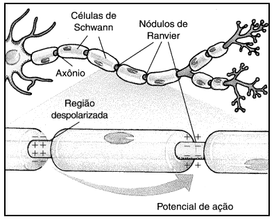 Diâmetro do neurônio Qto maior o diâmetro do