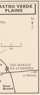 Castro Verde, ecossistema estepário, vai sendo conhecido internacionalmente no meio birdwatcher como um dos locais do mundo onde observar estas aves com facilidade.