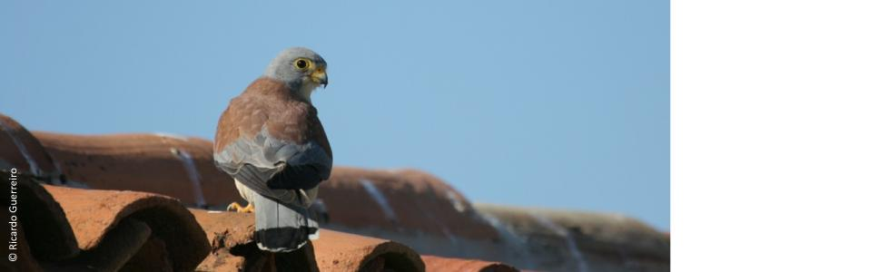 Ricardo Guerreiro A Zona Tampão tem, igualmente, o estatuto de ZPE (de Castro Verde) e carateriza-se por um bom estado de conservação da paisagem e das espécies, tanto de aves estepárias como de aves