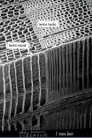 FUNÇÕES DAS CÉLULAS DE CONÍFERAS CONDUÇÃO: TRAQUEÓIDES DE LENHO INICIAL SUSTENTAÇÃO TRAQUEÓIDES DE LENHO TARDIO ARMAZENAGEM