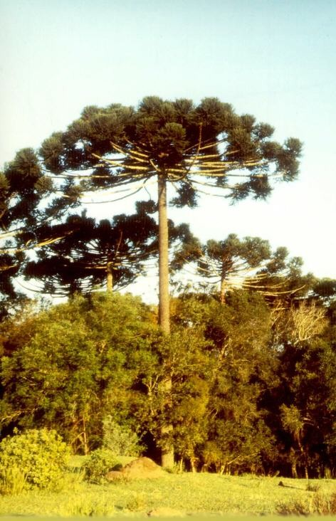 Coníferas Araucaria