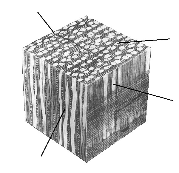 Microfotografia de Modelo de Estrutura Anatômica de