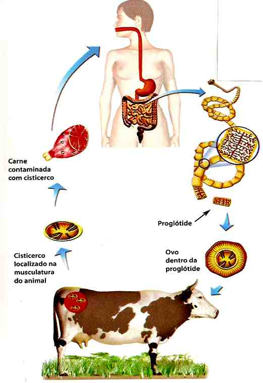 Ciclo da