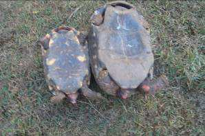 abril a junho, a fêmea cava buracos na terra de mais ou menos 20 cm e neles deposita os ovos, indo de aproximadamente 7-20 ovos, ficando incubados de seis a nove meses (IBAMA, 2002).