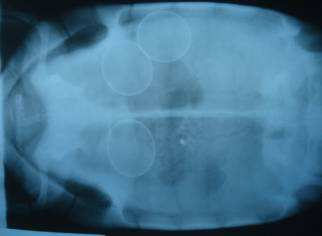 Figura 3- Diagnóstico radiográfico de distocia em jabuti piranga (Chelonoidis carbonaria), com presença de três ovos retidos.