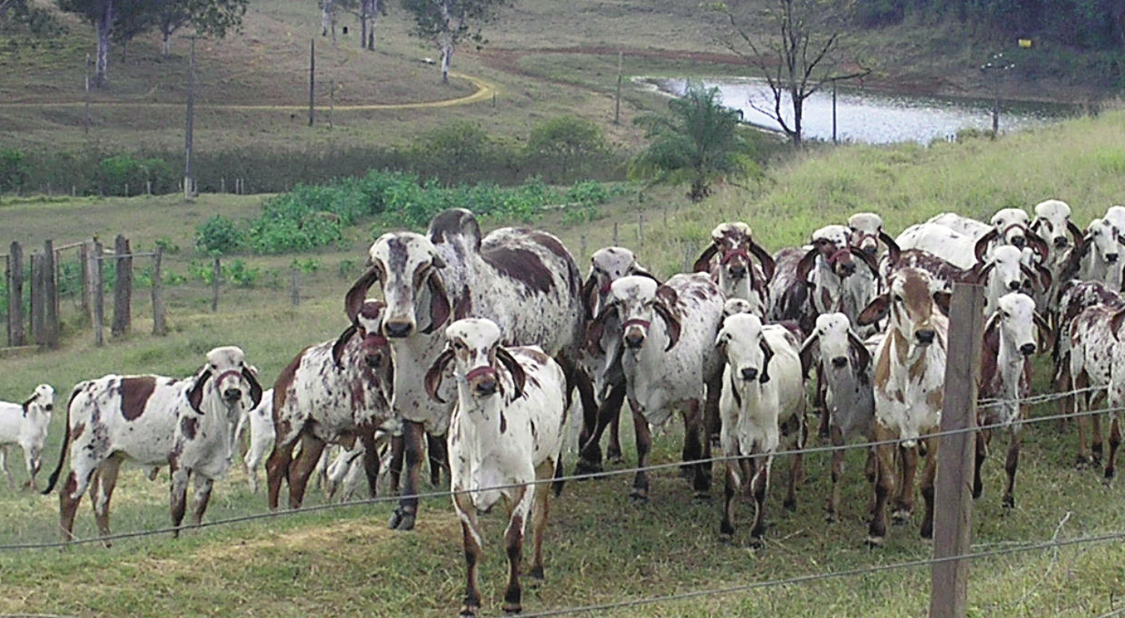 Foto: Acervo Procópio de Castro 15 PRODUTOR RURAL: captando e reaproveitando as águas de chuva; preservando os mananciais, nascentes e as matas ciliares; reaproveitando os resíduos de animais,