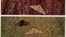 adaptativo Exemplos: Imagens reconhecidas pelo predador - Sigara distincta Diferenças em uso de recursos Vantagem do macho raro - várias espécies de Drosophila Conseqüências: Manutenção da variação
