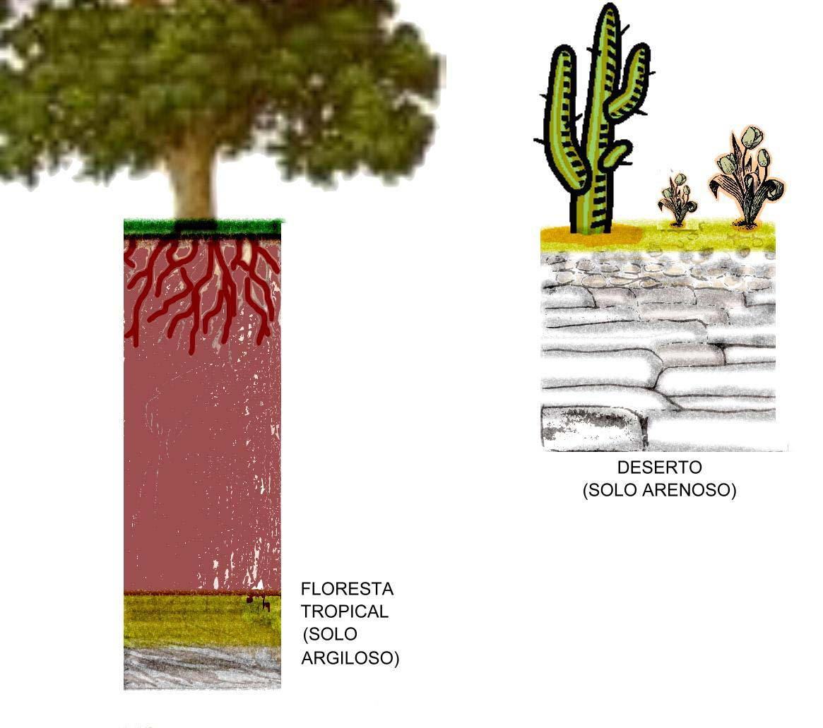 Esta garrafa simula um solo de região tropical, bem intemperizado e, portanto, constituído por um horizonte bem profundo de solo argiloso.