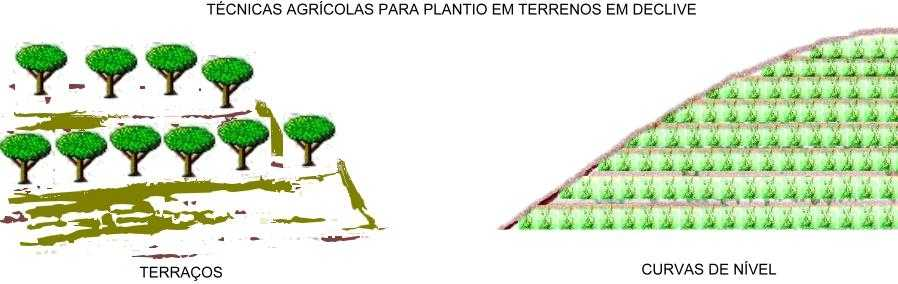 TÉCNICAS AGRÍCOLAS PARA PLANTIO EM