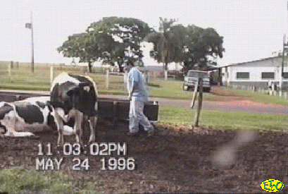 da área cega, o que leva o animal a virar a cabeça para nos manter em seu campo visual, parando de andar ou, no caso de não parar, começa a andar em círculos.