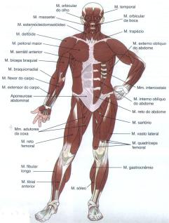 O corpo ativo: a potência Movimento é produzido por seleção de músculos; Corpo humano tem mais de 600 músculos (40% peso corporal); Contração muscular (agonistas e antagonistas) - 20 a 30