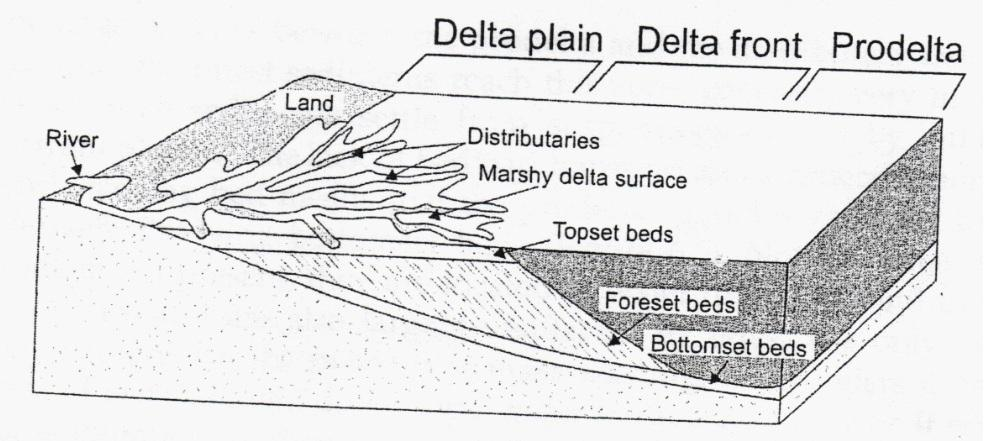 25 A distribuição sedimentar ao longo de um ambiente deltaico mostra, horizontalmente, um afinamento granulométrico em direção ao mar, isto é, os sedimentos mais grossos se depositam próximos à