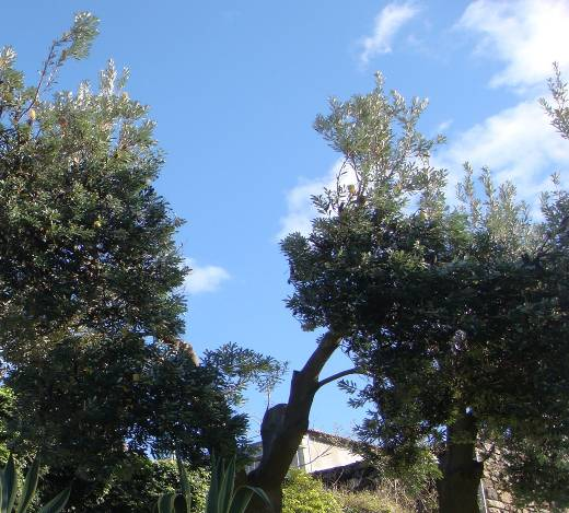 É altamente variável na forma, mas é mais frequentemente encontrado como uma árvore de até 25 metros de altura.