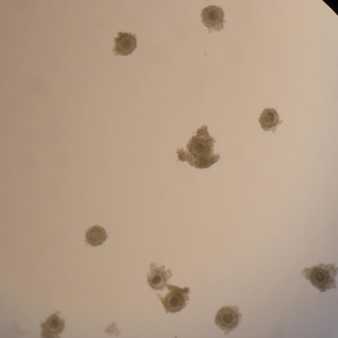 Figura 12: Aspecto morfológico de oócitos cultivados em meio α-memb suplementado com PVA após 24 horas de cultivo.